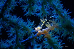 Gorgonian Shrimp by Julian Hsu 